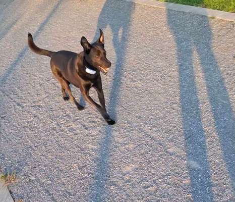 Unsere Fellnasen-Vielfalt im Überblick!-Beitrag-Bild