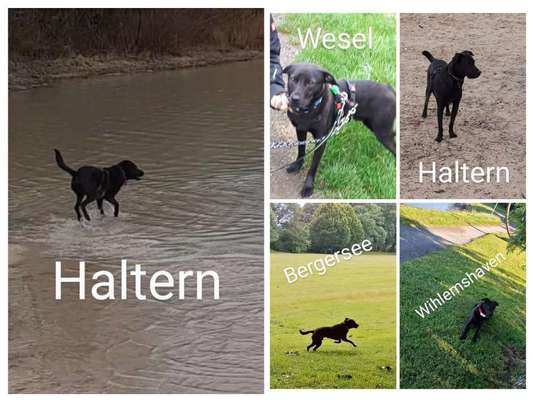Wie kamst du zu deinem Hund?-Beitrag-Bild