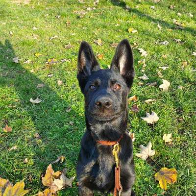 Hundetreffen-Junghund treffen in/um Mannheim/Ludwigshafen-Bild