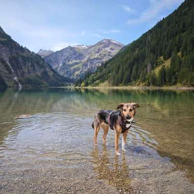 Hundetreffen-Gassirunde/ Spielkumpel-Bild