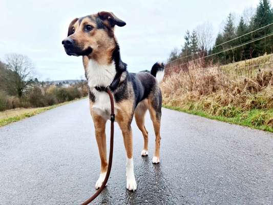 eure Spitznamen für die Vierbeiner-Beitrag-Bild