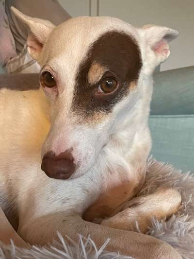 Hund aus dem Spanischen Tierschutz-Beitrag-Bild