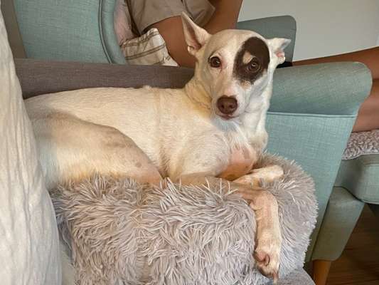 Hund aus dem Spanischen Tierschutz-Beitrag-Bild