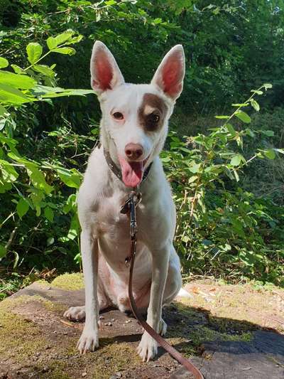 Hund aus dem Spanischen Tierschutz-Beitrag-Bild