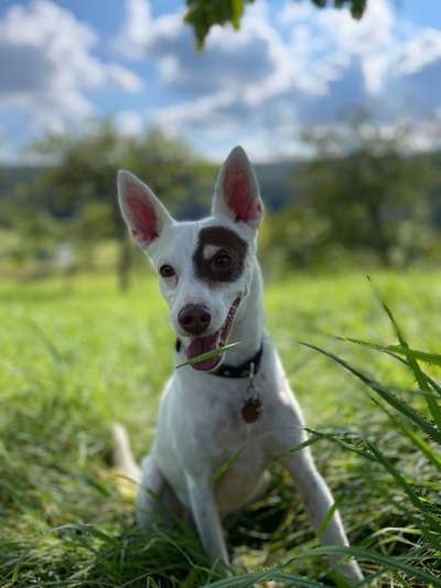 Hund aus dem Spanischen Tierschutz-Beitrag-Bild