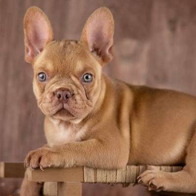 Hundetreffen-Hallo suche bullys zum gassi gehen ♥️-Profilbild