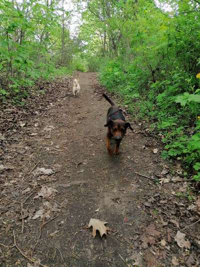 Hundetreffen-Patterdale Terrier sucht Hündin zum Spielen und Gassi Runde-Bild