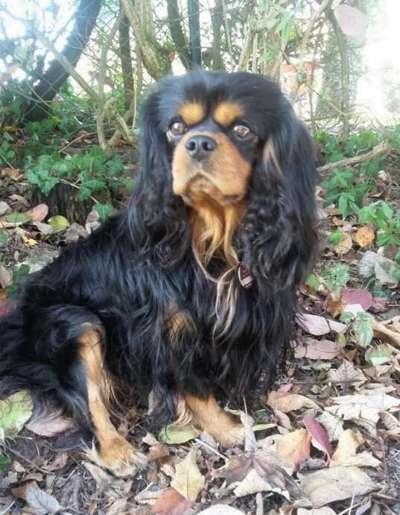 Cavalier King Charles Spaniel?-Beitrag-Bild
