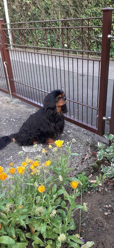 Unsere Fellnasen im Regenbogenland-Beitrag-Bild