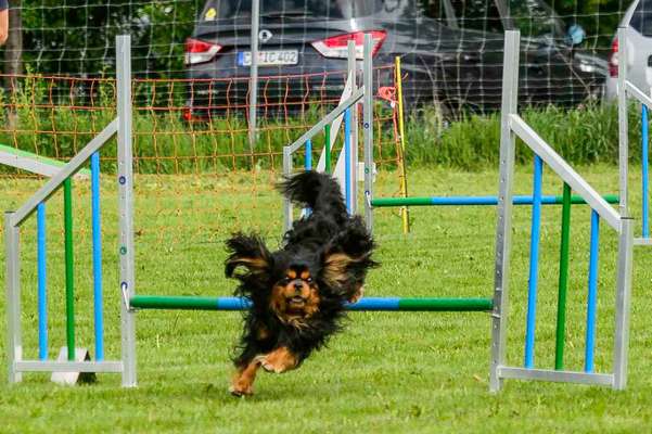 Dogorama Photo Challenge - Hunde in Action-Beitrag-Bild