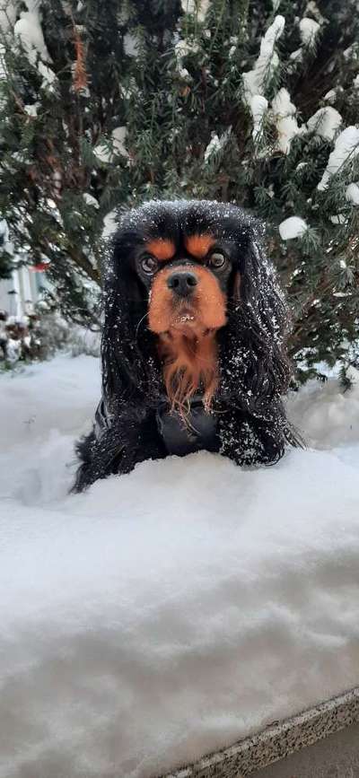 Dogorama Photo Challenge - Winterstimmung-Beitrag-Bild