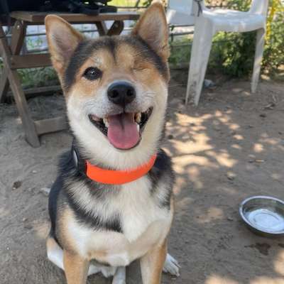 Hundetreffen-Mauerpark