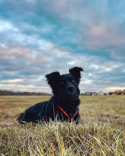 Hundetreffen-Gassigeher*in gesucht ❤️-Bild