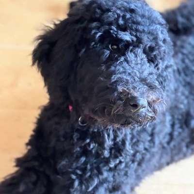 Hundetreffen-Social Walk/ Trainingsspaziergang