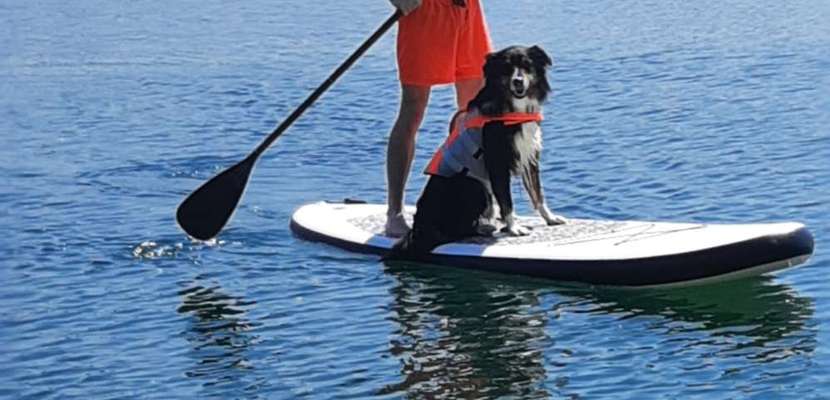 Dogorama-Monats-Challenge-Mai "Wasser"-Beitrag-Bild