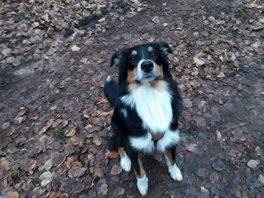 Dogorama Photo Challenge - Hundeblick zum hinschmelzen-Beitrag-Bild