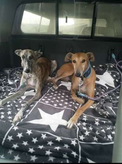 Windhunde - Treffen der besonderen Schönheiten
HERZLICH WILLKOMMEN-Beitrag-Bild