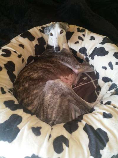 Windhunde - Treffen der besonderen Schönheiten
HERZLICH WILLKOMMEN-Beitrag-Bild