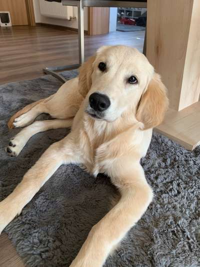 Wo sind die Golden Retriever Liebhaber?-Beitrag-Bild