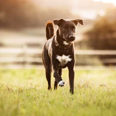 Hundetreffen-Begegnungen üben / Sozial Walk / Spazieren große Hunde-Bild