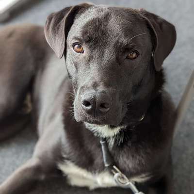 Hundetreffen-Begegnungen üben / Sozial Walk / Spazieren große Hunde-Bild