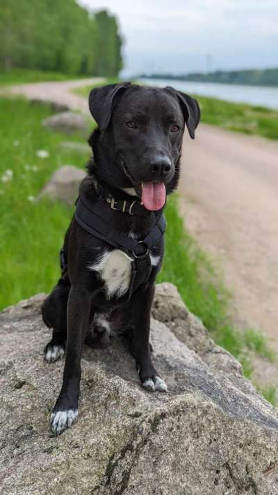 Suche Hundebetreuung Kreis Ludwigsburg, Marbach ,Winnenden-Beitrag-Bild