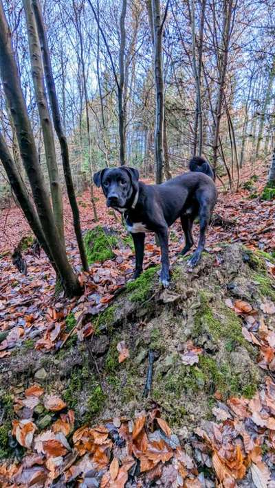 Hundetrainer für schwierige Hunde gesucht-Beitrag-Bild