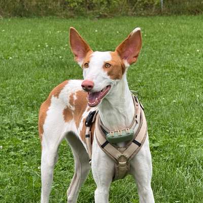 Hundetreffen-Jagdhunde-Treffen-Bild
