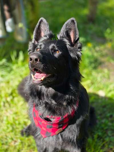 Hundetreffen-Suche gut sozialisierte Hunde zum spielen mit meiner Mable-Bild