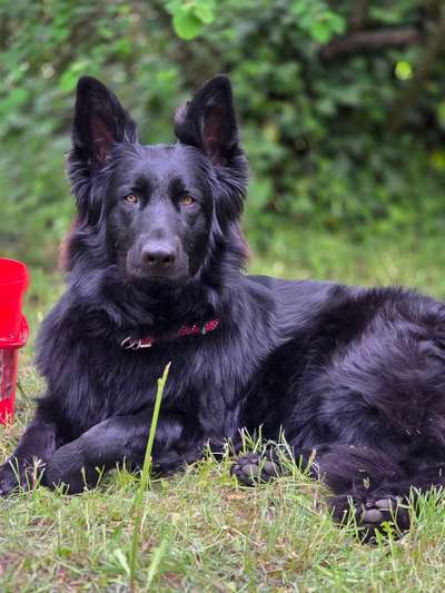 Schäferhund-Beitrag-Bild