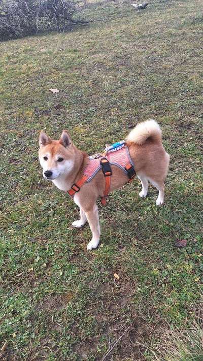 Shiba ohne Leine-Beitrag-Bild