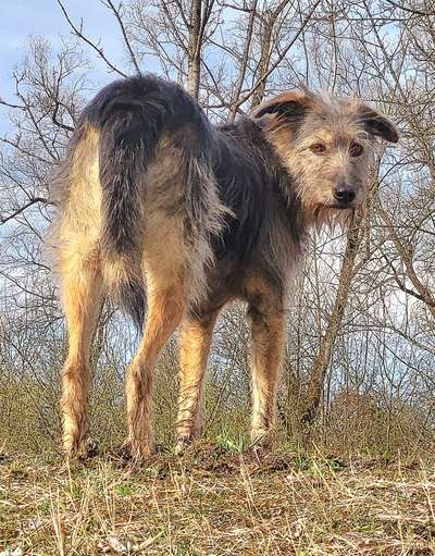 Club der Rumänen (Alle Hunde aus dem rumänischen Tierschutz, wo seid Ihr?)-Beitrag-Bild