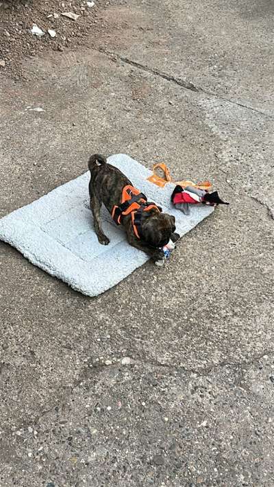 Wie sitzt mein Geschirr?-Beitrag-Bild