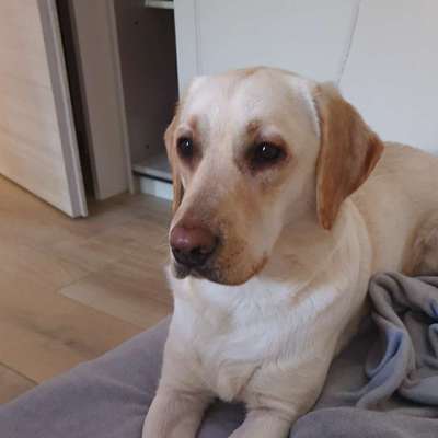 Hundetreffen-Hundetreffen in Moosfelde