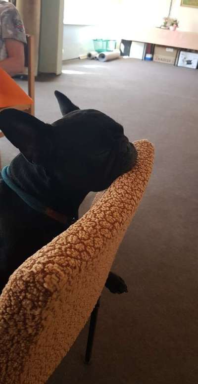 Französische Bulldoggen-Beitrag-Bild