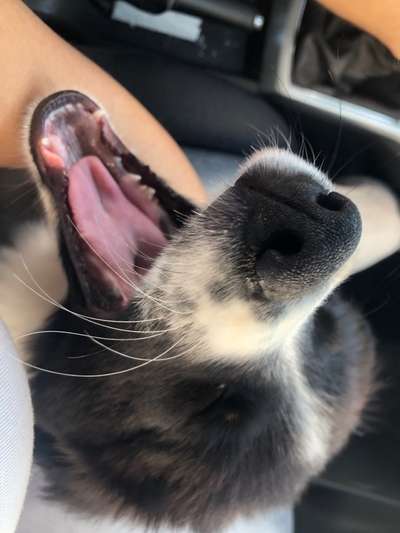 Die Dogorama-Wochen-Challenge "Die schönste Grimasse"-Beitrag-Bild