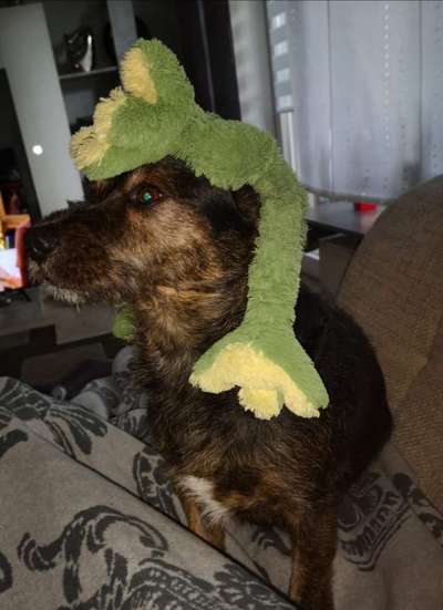 Dogorama Photo Challenge - Be my valentine-Beitrag-Bild