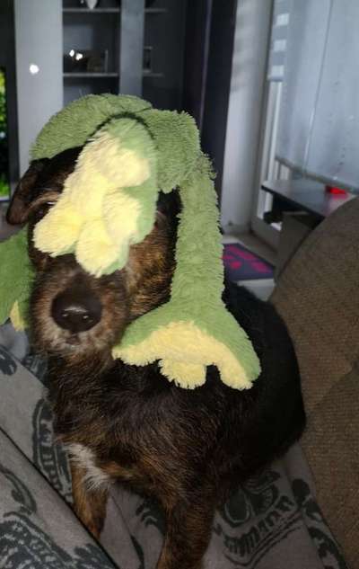 Dogorama Photo Challenge - Be my valentine-Beitrag-Bild