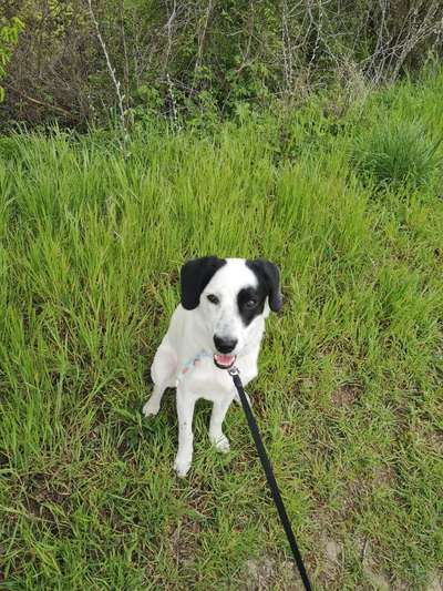 Hundetreffen-Toben in Kostheim-Bild