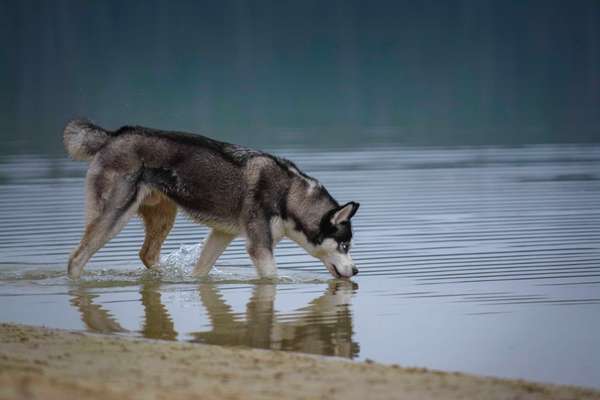 Die Dogorama Kalender Challenge Titelbild-Beitrag-Bild