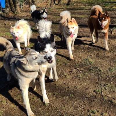 Hundetreffen-Husky Treffen-Bild