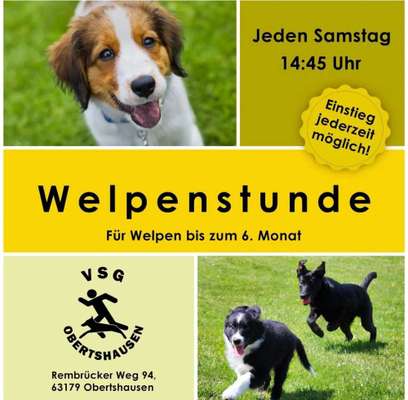 Hundeschulen-Verein für Schutz- und Gebrauchshunde Obertshausen e.V. / Welpenstunde-Bild