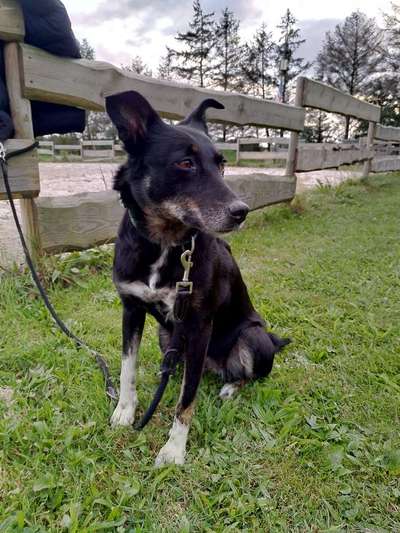 Mischlinge raten - Rätselspaß-Beitrag-Bild