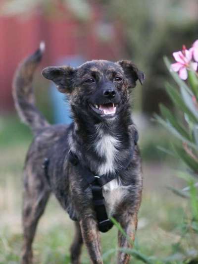 Mischlinge raten - Rätselspaß-Beitrag-Bild