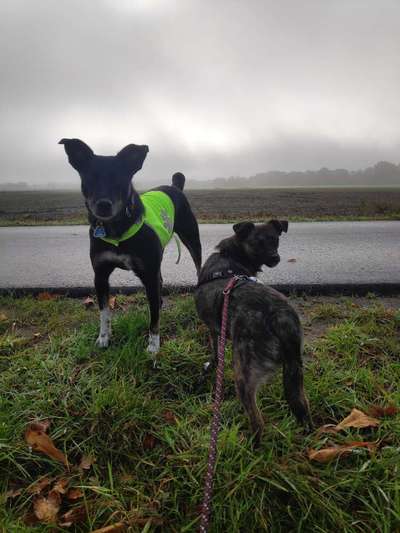 Auslandstierschutz-Beitrag-Bild