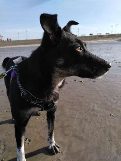 Dogorama-Monats-Challenge-Mai "Wasser"-Beitrag-Bild