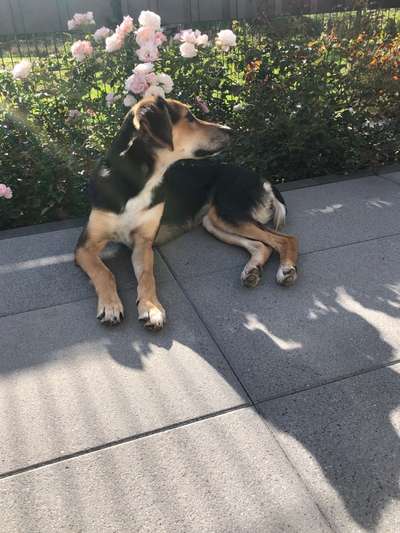 Griechische Bracke-Beitrag-Bild