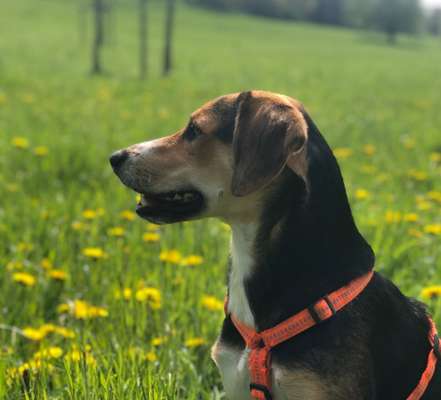 Griechische Bracke-Beitrag-Bild