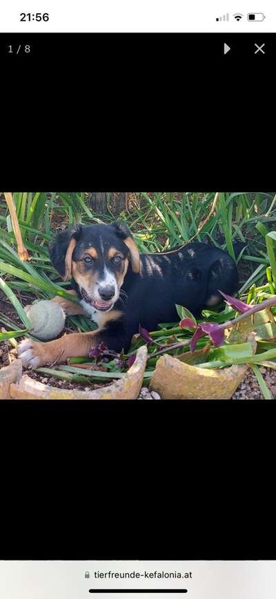 Griechische Bracke-Beitrag-Bild