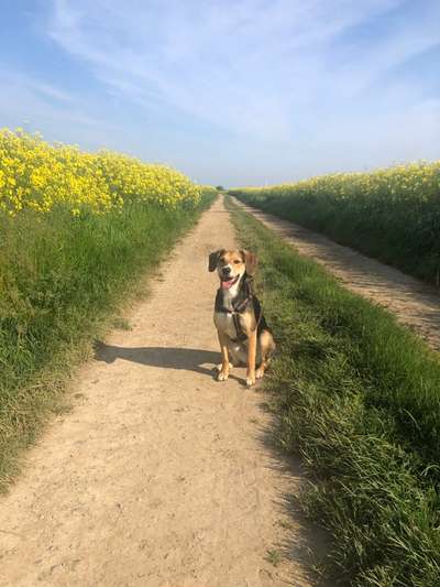 Griechische Bracke-Beitrag-Bild